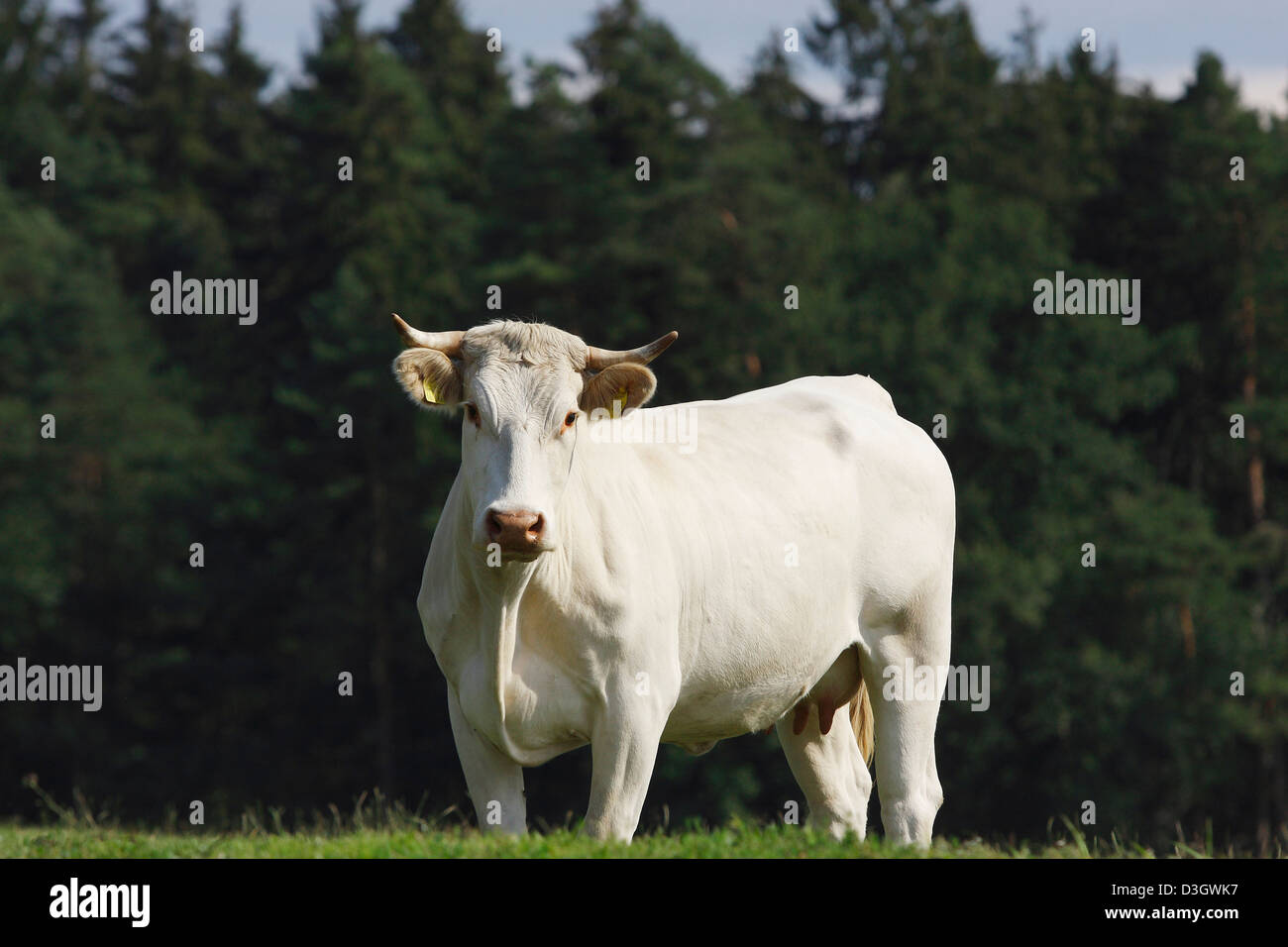 Portrait einer Limousin-Kuh Bos Primigenius Taurus auf Wiese, Niedersachsen, Deutschland Stockfoto