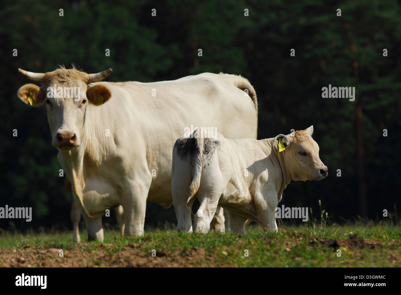 Mutter Limousin Kuh Bos Primigenius Taurus und Kalb auf Wiese, Niedersachsen, Deutschland Stockfoto