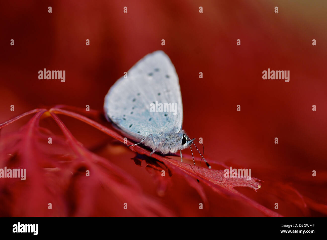 Kleiner blauer Schmetterling, Cupido Minimus auf Acer Baum in Hampshire UK Stockfoto