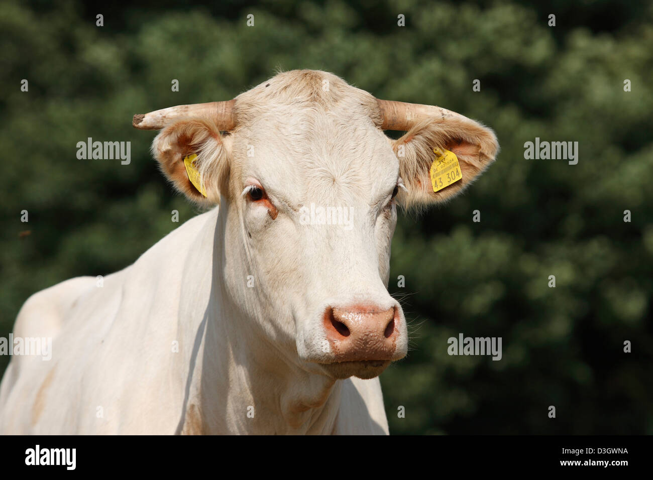 Portrait einer Limousin-Kuh Bos Primigenius Taurus auf Wiese, Niedersachsen, Deutschland Stockfoto