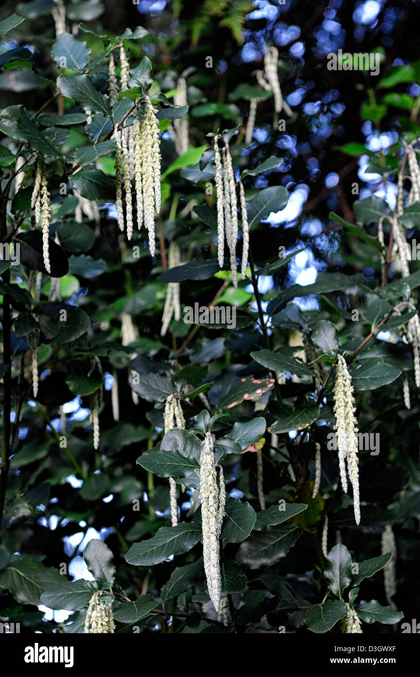 Garrya Elliptica James Dach Quinnie bush weiße Blumen Blüte blüht Blüte grüne Blätter Laub Frühjahr Sträucher Seide Quaste Stockfoto