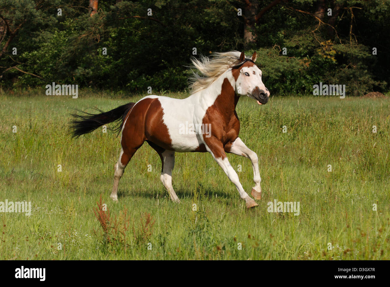 Männliche Farben-Pferd im Galopp auf der Wiese, Niedersachsen, Deutschland Stockfoto