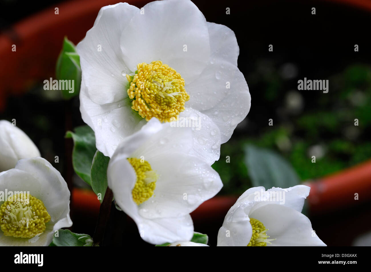 Helleborus Niger Christmas Carol Helleborus Christrose Winter weiße Blumen Blüten Pflanzen Porträts Stauden Blüten blühen Stockfoto