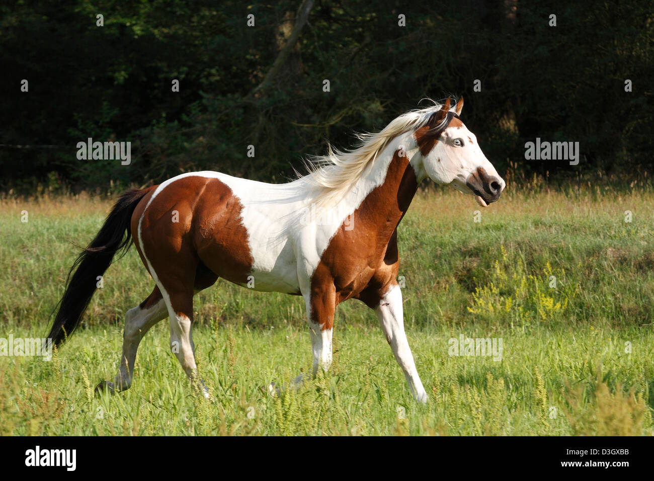 Männliche Farben-Pferd im Trab auf Wiese, Niedersachsen, Deutschland Stockfoto