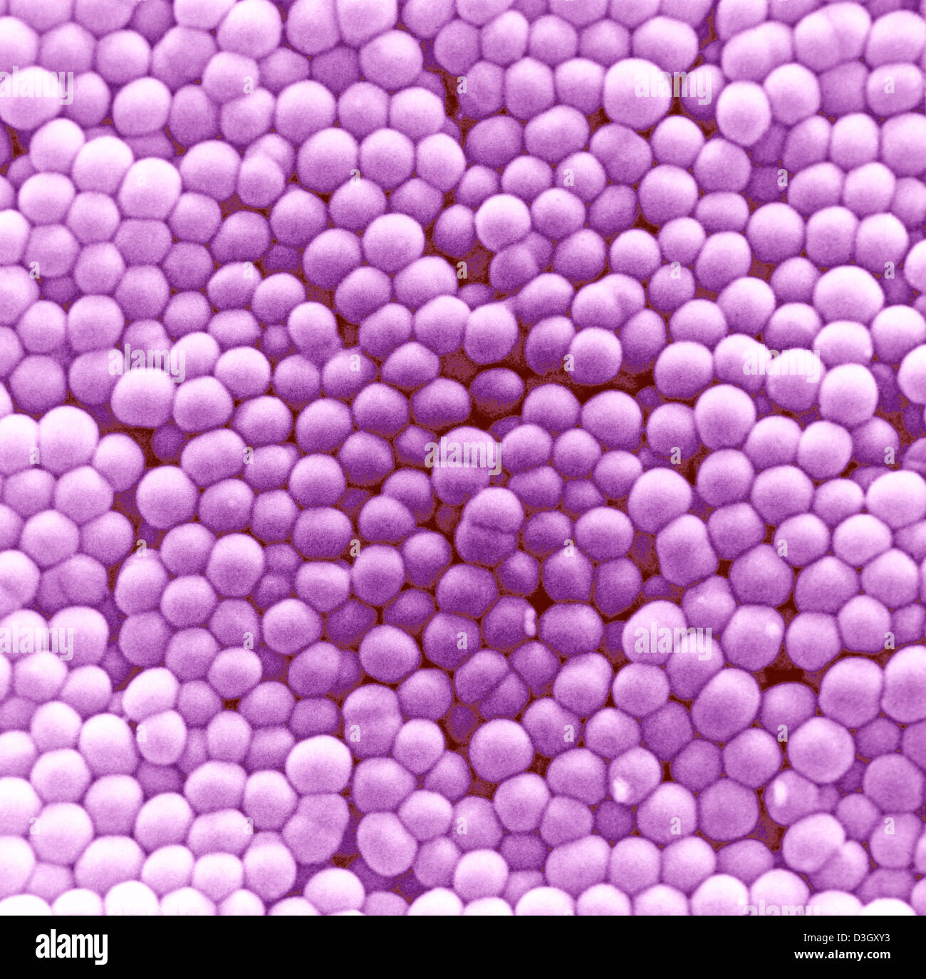 Neisseria sp Fotos und Bildmaterial in hoher Auflösung Alamy