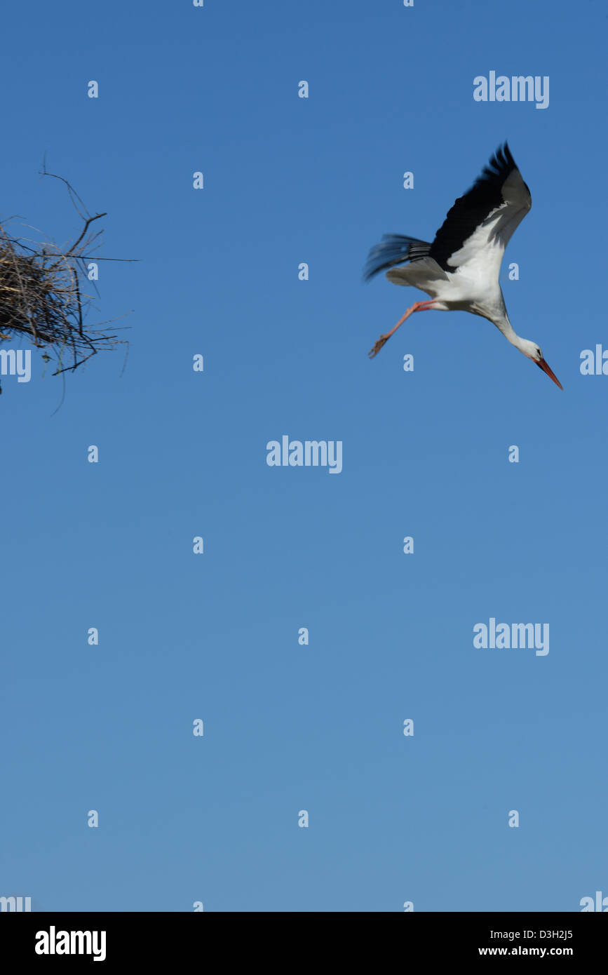 Storch ausziehen Stockfoto