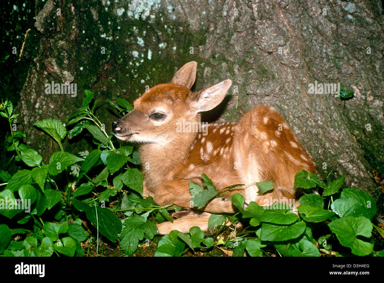 White tailed Deer Fawn (Odocoileus Virginianus) sitzen auf Basis der Baum im Wald, Missouri, USA Stockfoto