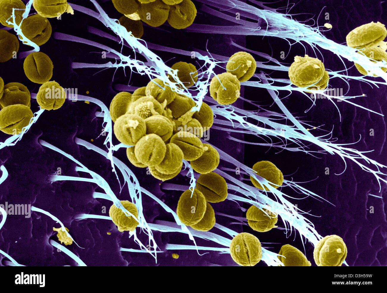 BIENE, SEM Stockfoto