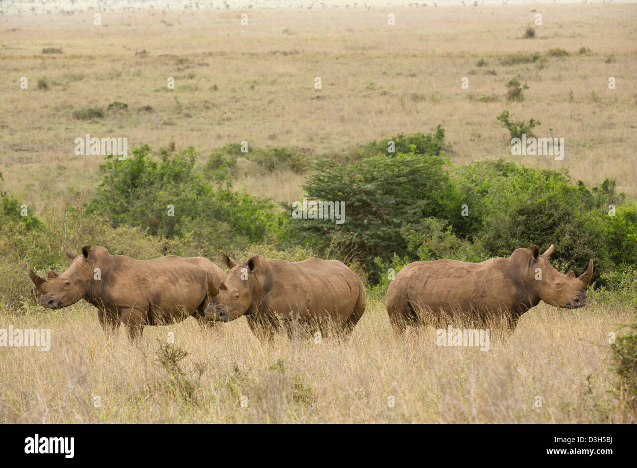 Weißer Rhinoceros (Ceratotherium Simum), Nairobi-Nationalpark, Nairobi, Kenia Stockfoto