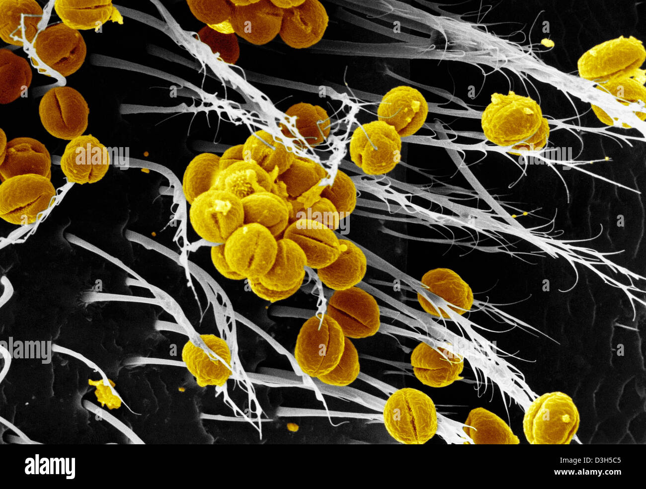 BIENE, SEM Stockfoto