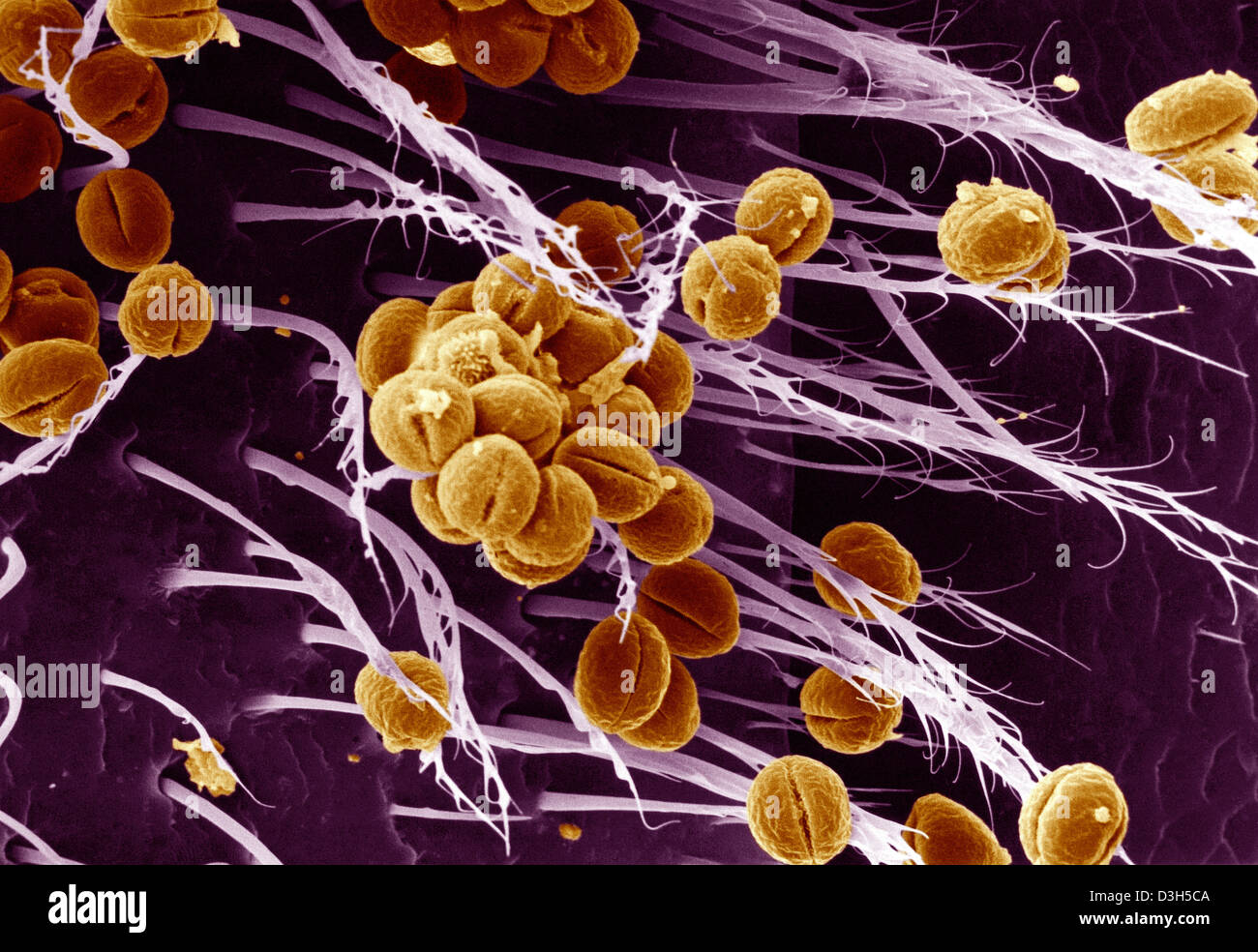 BIENE, SEM Stockfoto