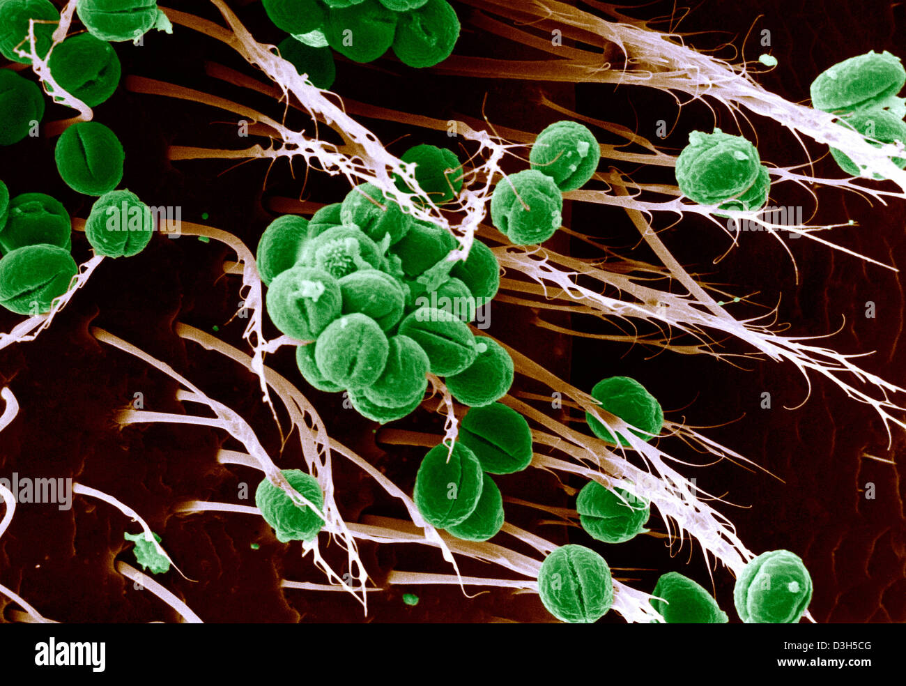 BIENE, SEM Stockfoto