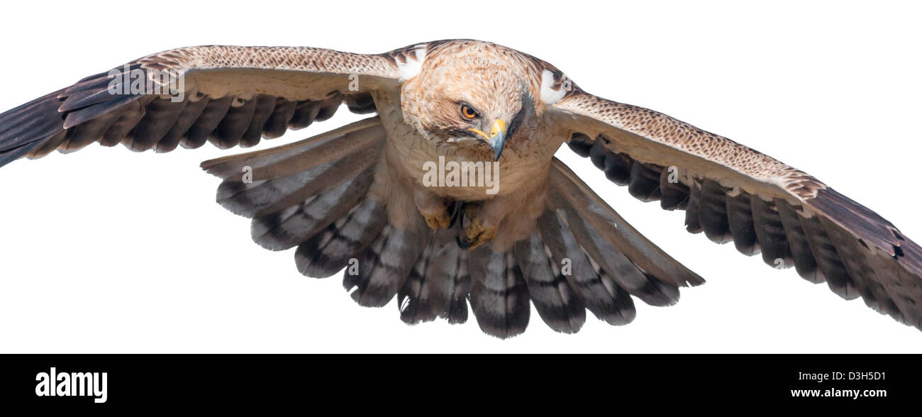 Zwergadler, Aquila Pennata, fliegen Stockfoto