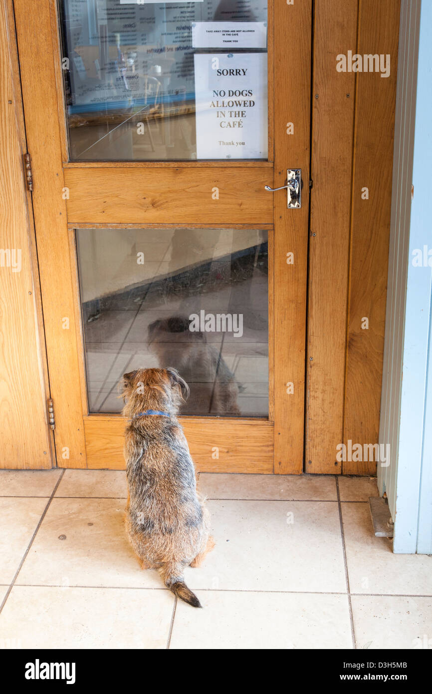 Ein sehr kleiner Hund wartet auf seinen Besitzer vor einem Café Tür unten  ein Zeichen besagt "Hunde sind nicht erlaubt im Café Stockfotografie - Alamy