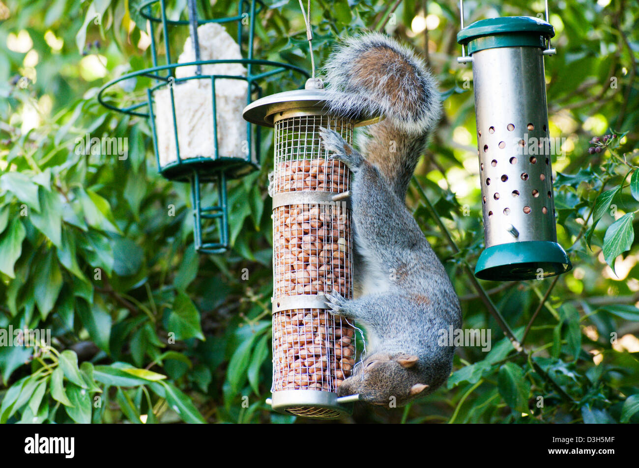 Grau-Eichhörnchen (Sciurus Carolinensis) brechen öffnen ein Garten Vogelhaus um Erdnüsse zu stehlen. Stockfoto