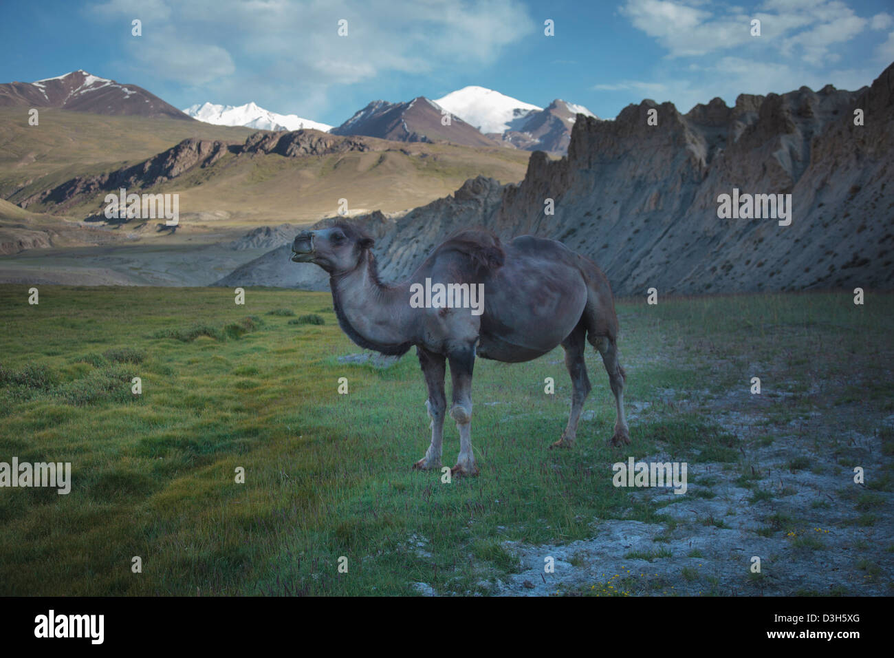 Einsamer Kamel in den Wakhan-Korridor, Badakhshan, Afghanistan Stockfoto