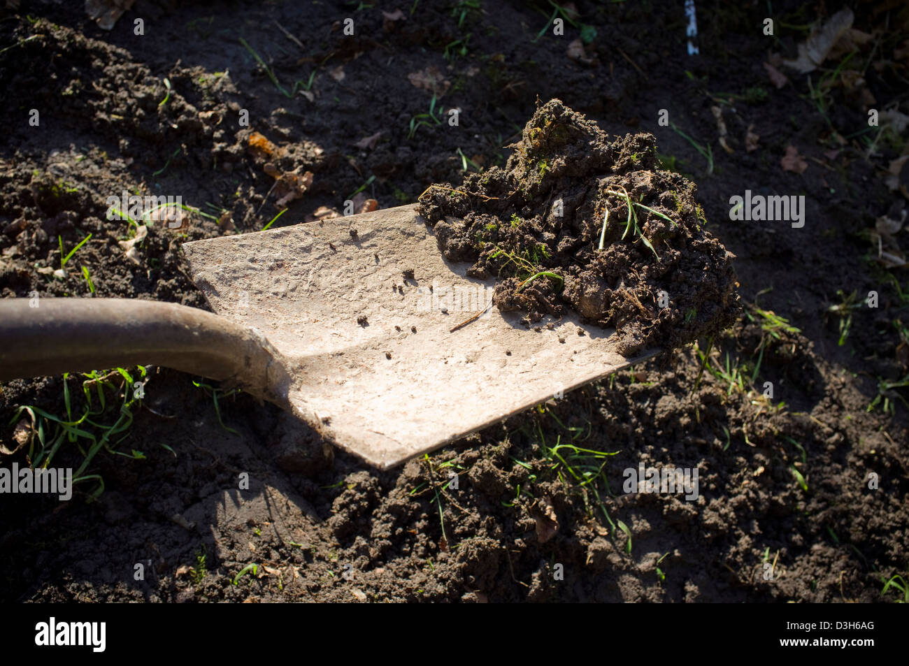 Graben und bereitet den Boden-Boden für Pflanzen, Gemüse, Obst und Blumen bereit. Stockfoto