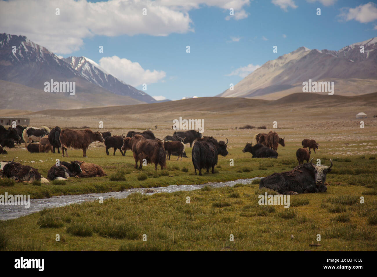 Yaks in den Wakhan-Korridor, Badakhshan, Afghanistan Stockfoto