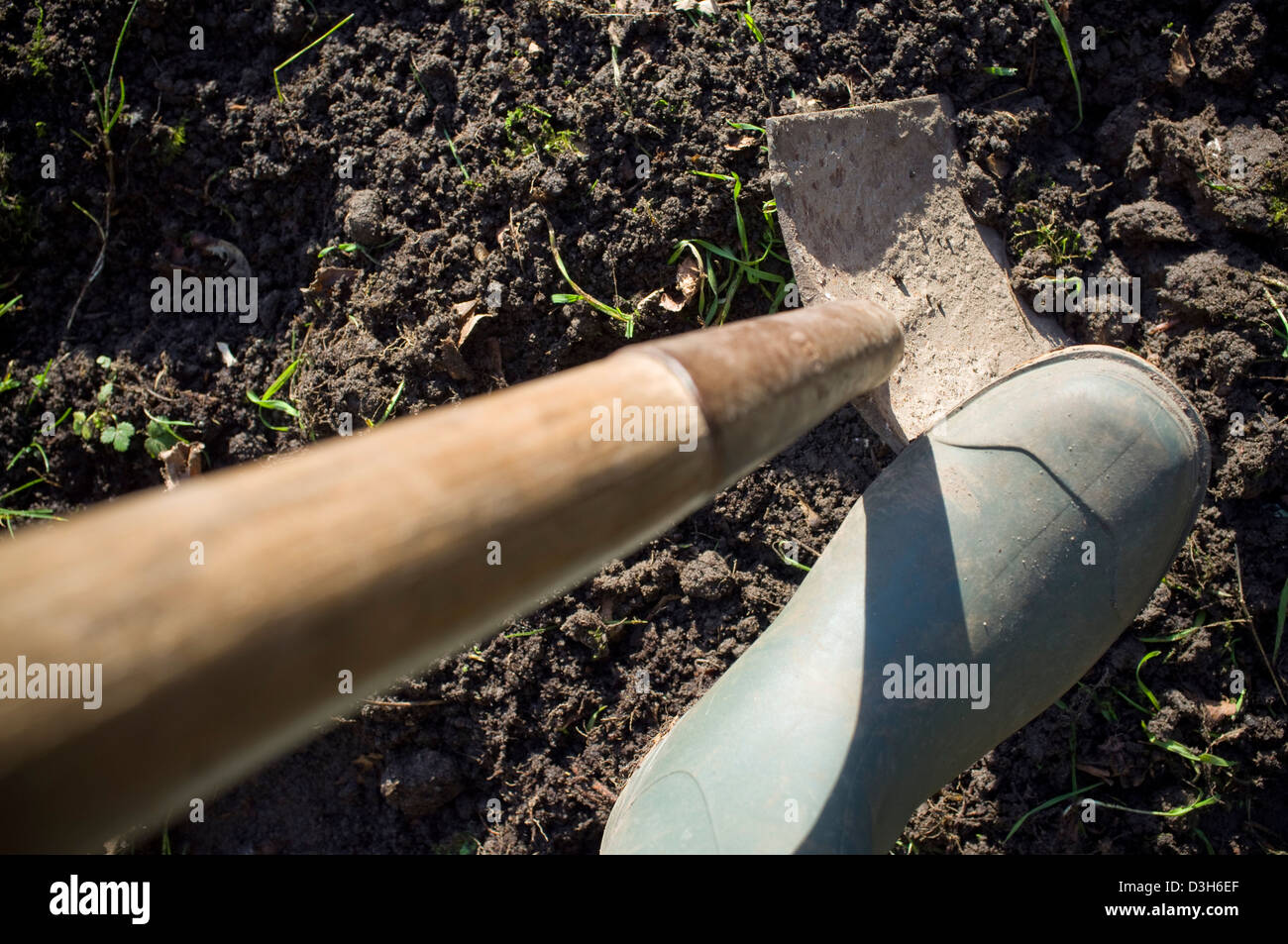 Graben und bereitet den Boden-Boden für Pflanzen, Gemüse, Obst und Blumen bereit. Stockfoto