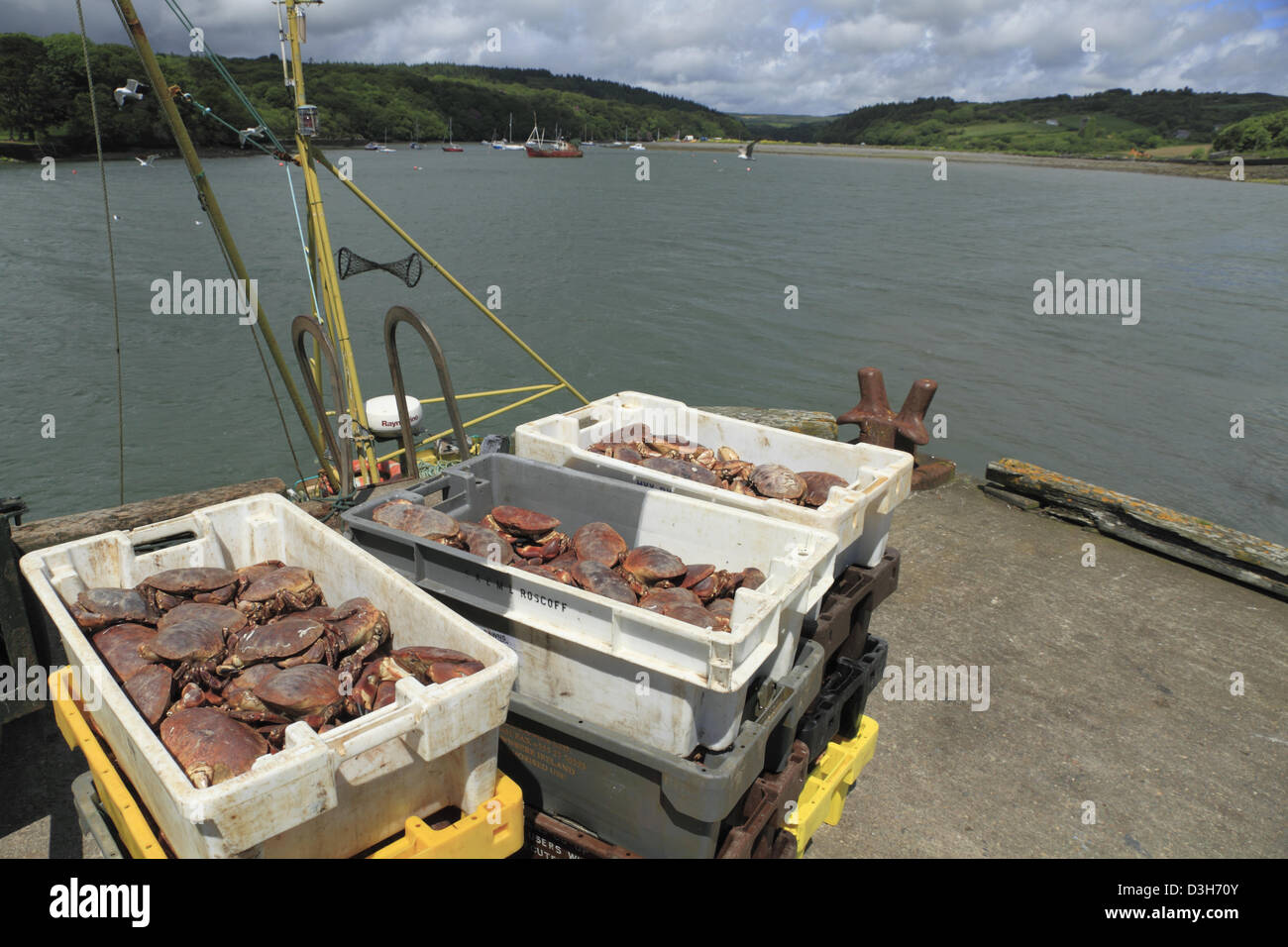 Frisch gefangen und braun Crab (lat.: cancer pagurus), auch als die Taschenkrebse bekannt, in West Cork, Republik Irland landete. Stockfoto