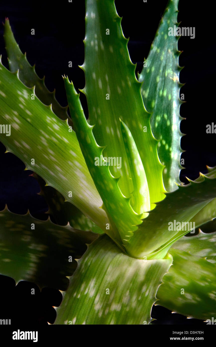 Aloe barbadensis miller -Fotos und -Bildmaterial in hoher Auflsung  Alamy