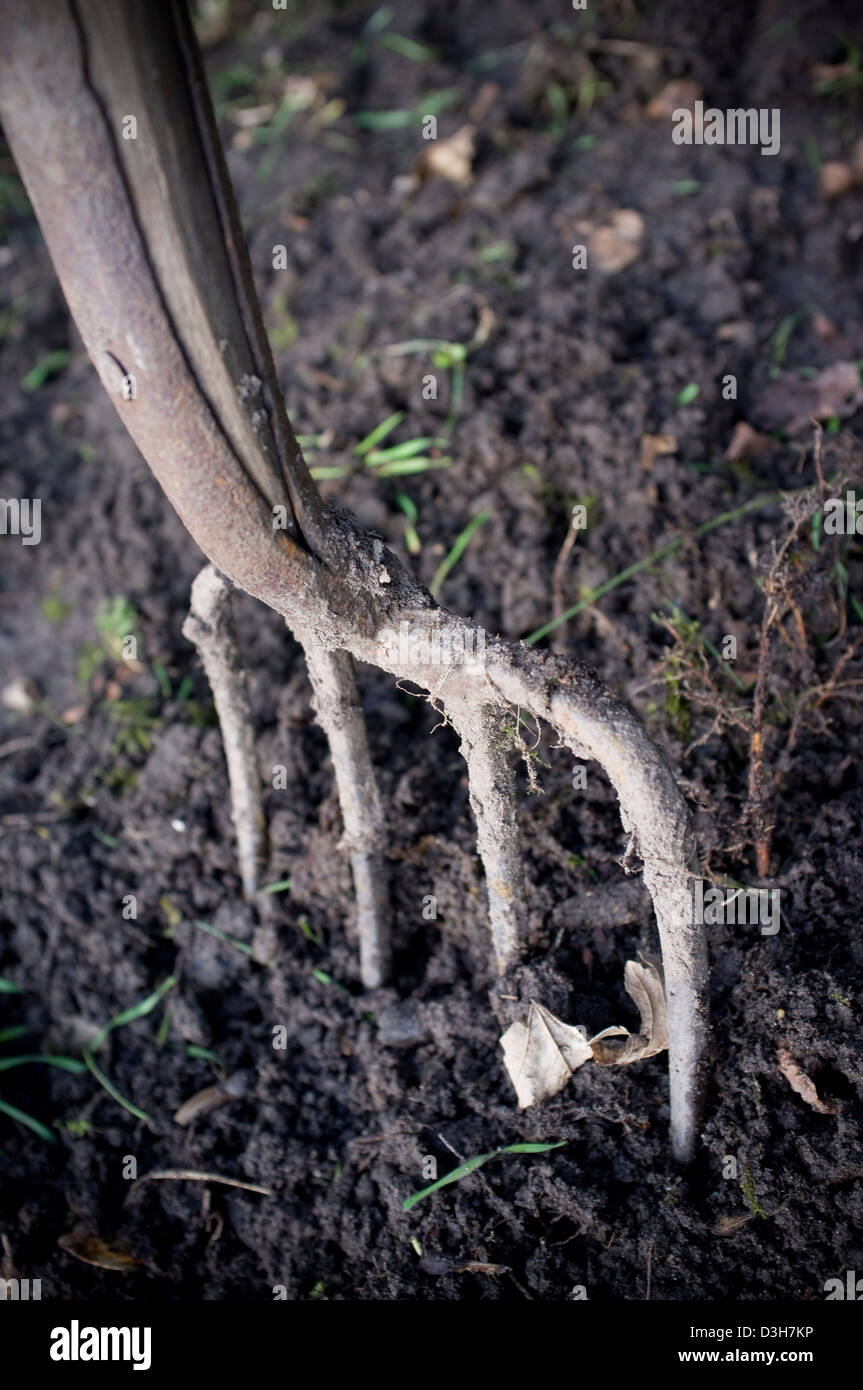 Graben und bereitet den Boden-Boden für Pflanzen, Gemüse, Obst und Blumen bereit. Stockfoto