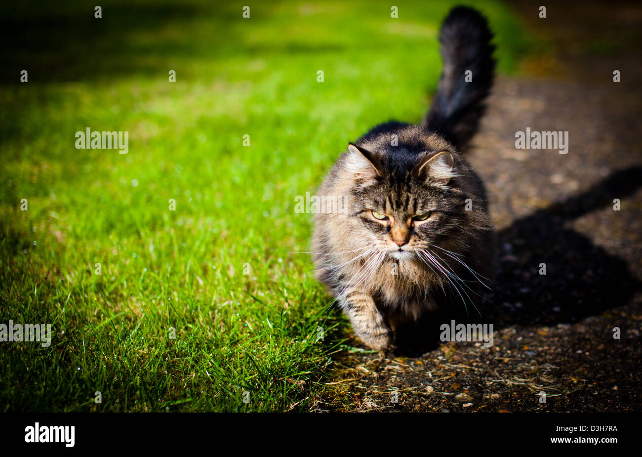 Tabby Katze stalking seine Beute im Garten Stockfoto