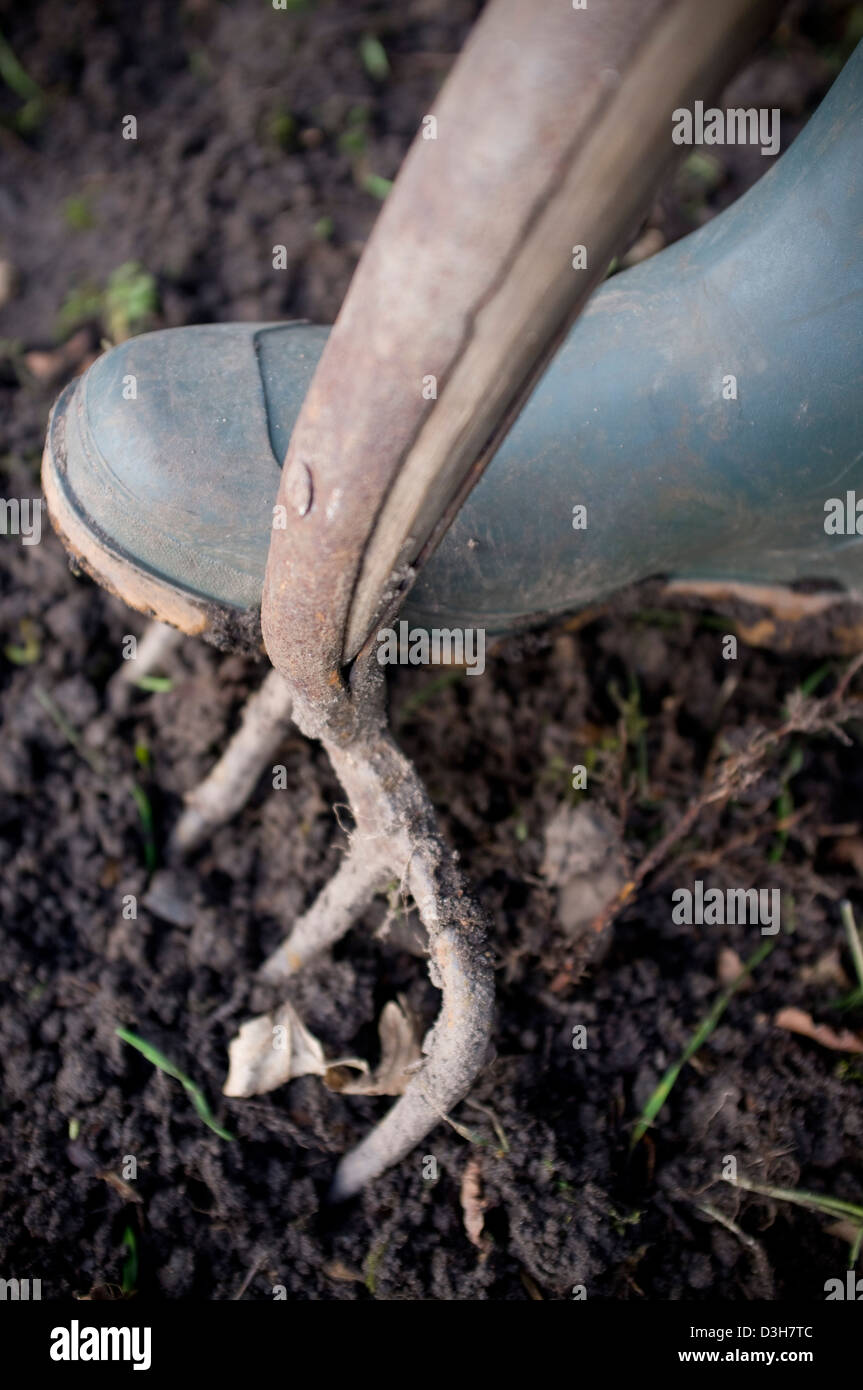 Graben und bereitet den Boden-Boden für Pflanzen, Gemüse, Obst und Blumen bereit. Stockfoto