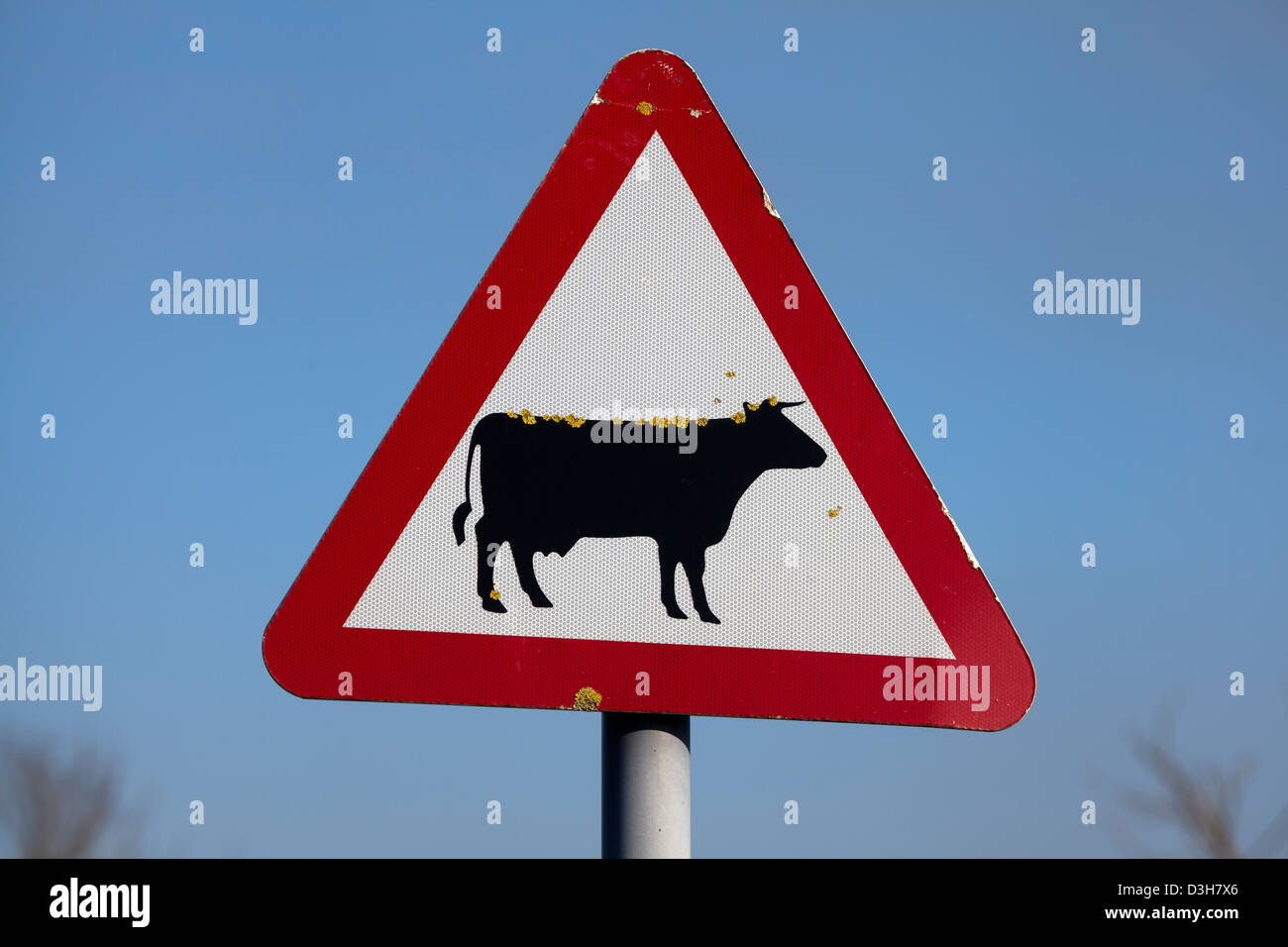 Vorsicht bei Rindern Straßenschild Stockfoto