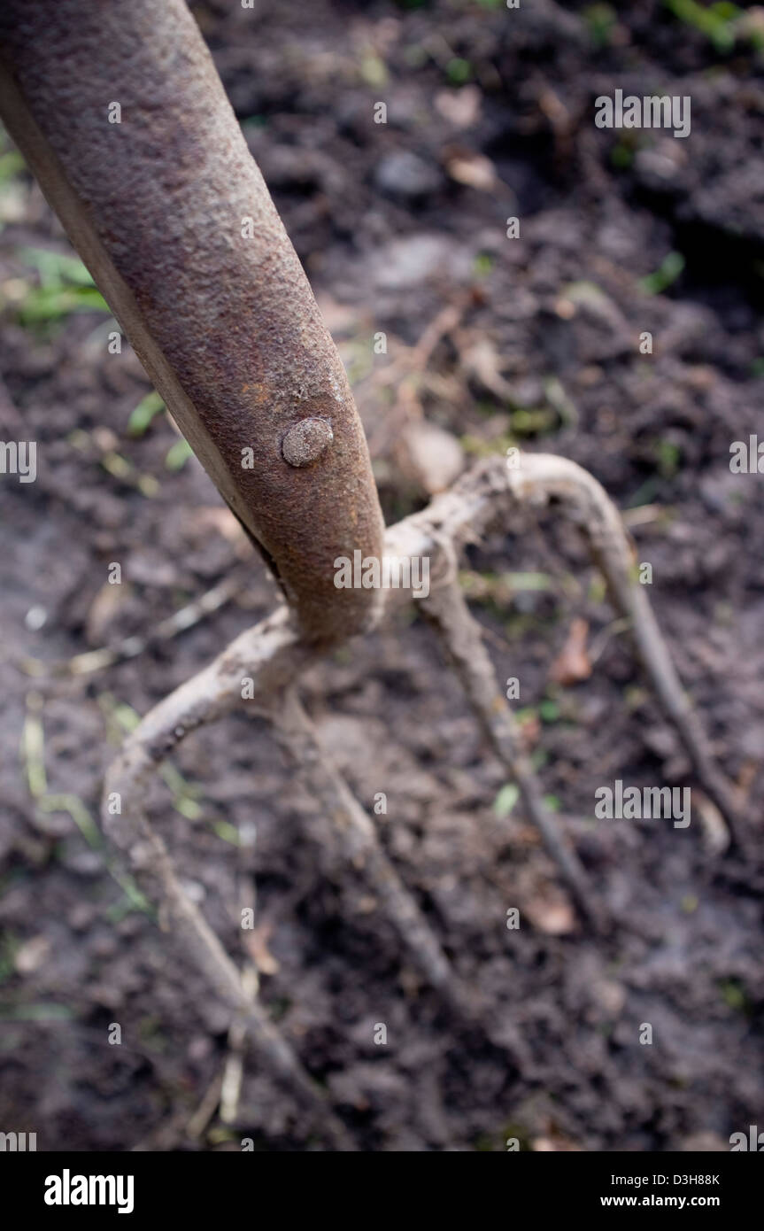 Graben und bereitet den Boden-Boden für Pflanzen, Gemüse, Obst und Blumen bereit. Stockfoto