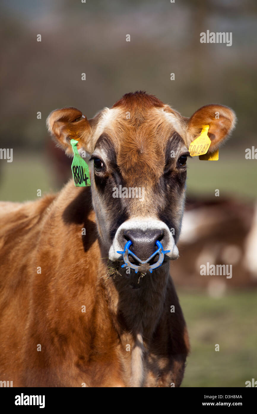Kuh mit Ohrmarken Stockfoto