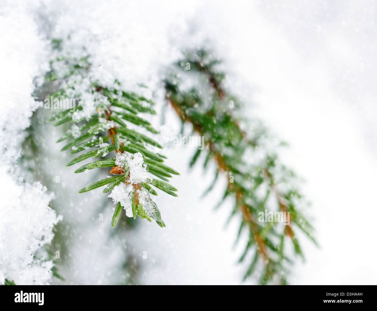 Schnee bedeckt Fichte Closeup im frostigen winter Stockfoto