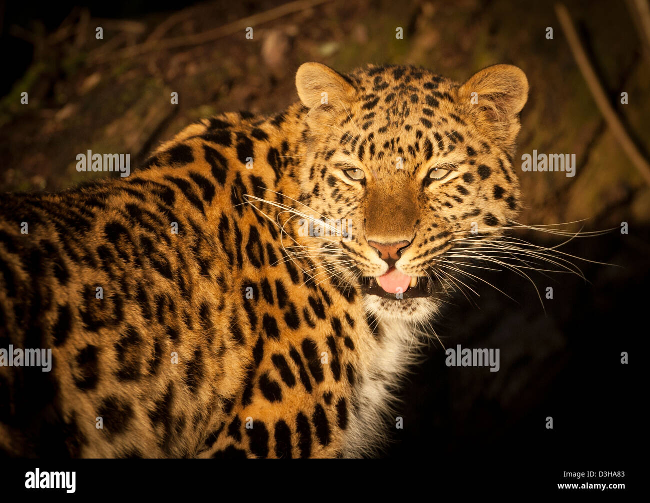 Weibliche Amur Leoparden gefangen in Abendsonne Stockfoto