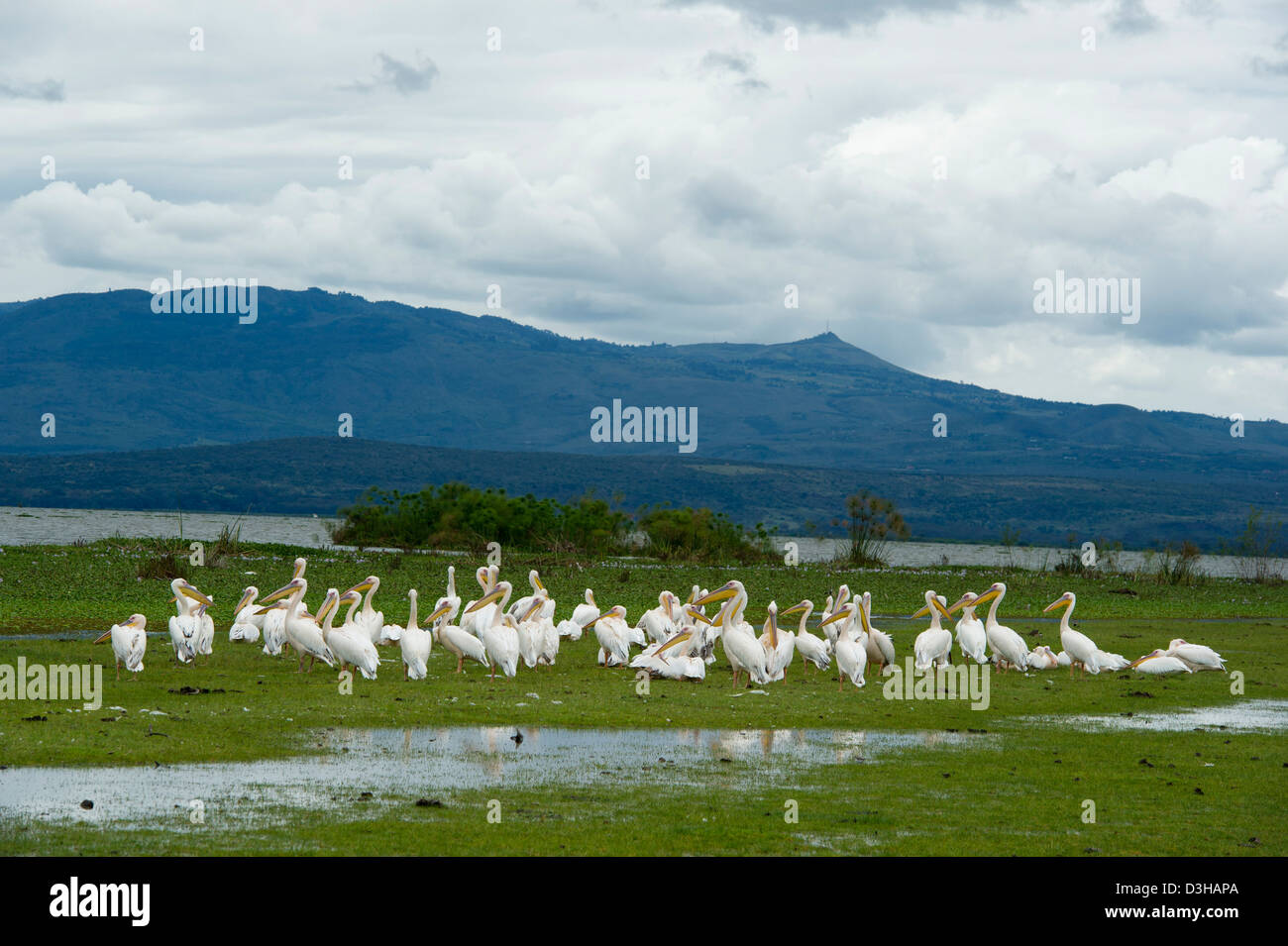 Große weiße Pelikane Pelecanus Onocrotalus Crescent Island Spiel Heiligtum am Lake Naivasha, Kenia Stockfoto