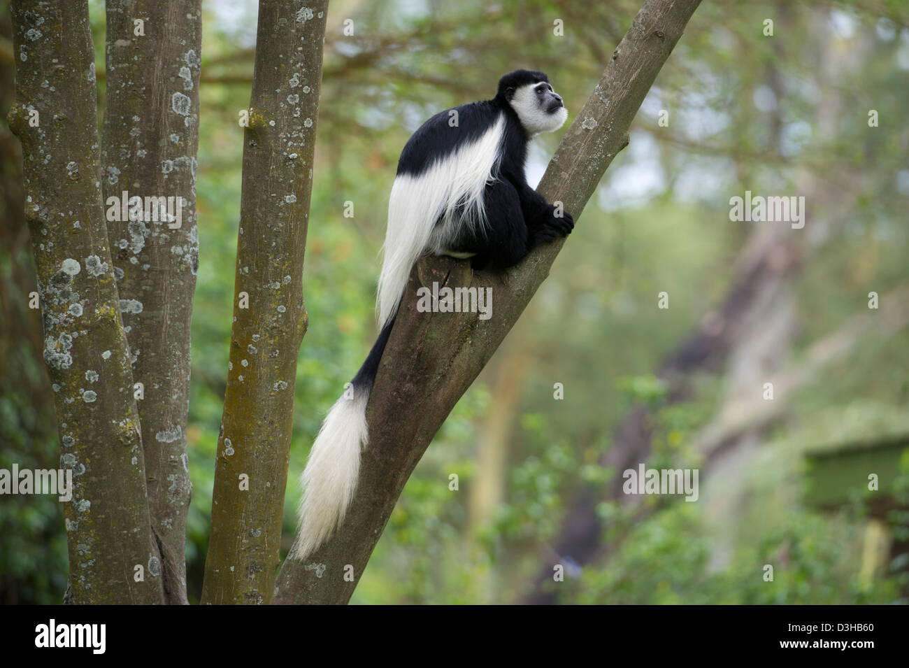 Schwarz / weiß-Stummelaffen (Colobus Guereza), Elsamere, Naivasha, Kenia Stockfoto
