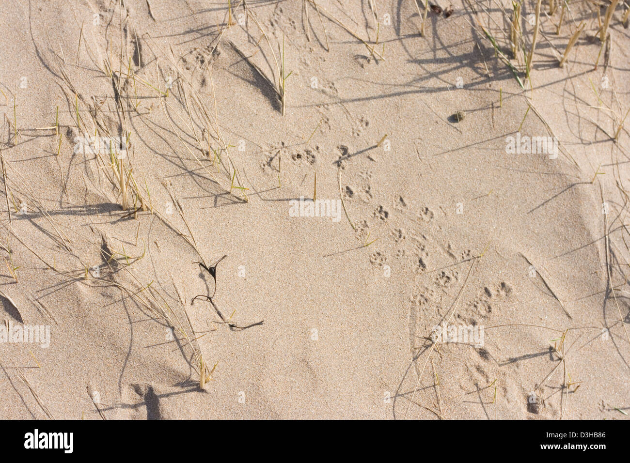 Vogel-Drucke in den sand Stockfoto