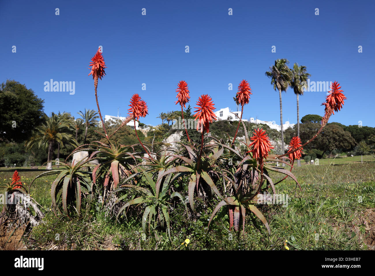 Aloe vera in the mediterranean garden -Fotos und -Bildmaterial in hoher  Auflsung  Alamy