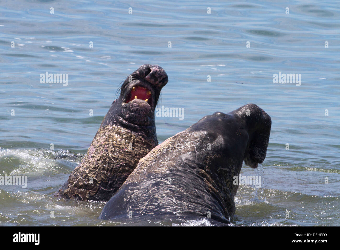 Nördlichen See-Elefanten (Mirounga Angustirostris) Männchen spielerisch sparring im Meer in Piedras Blancas Rookery, Kalifornien im Juli Stockfoto
