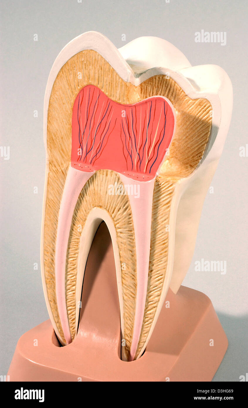 ANATOMIE, ZAHN Stockfoto