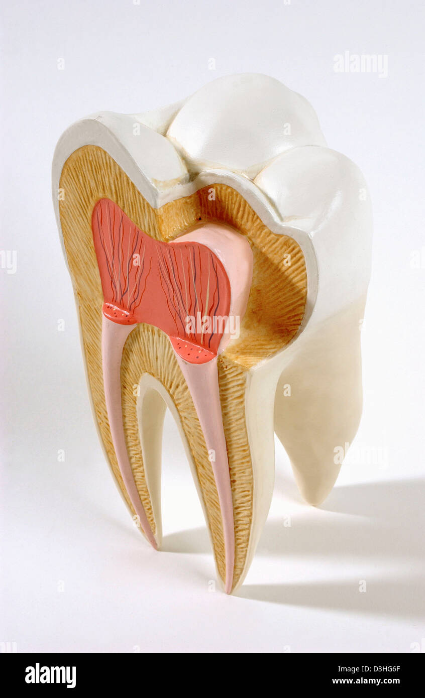 ANATOMIE, ZAHN Stockfoto