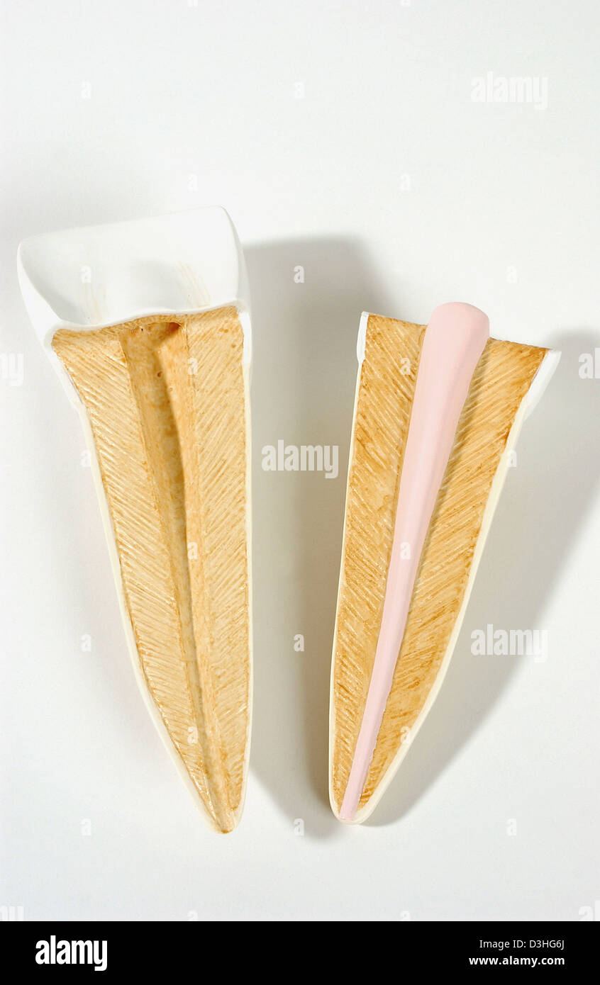 ANATOMIE, ZAHN Stockfoto