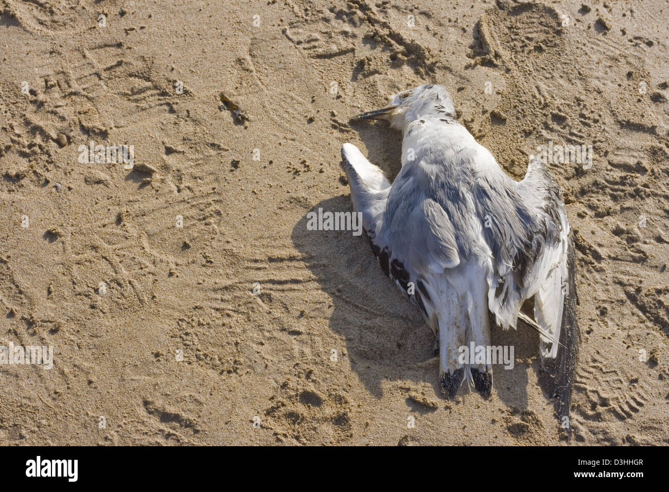 Tote Möwe am Strand Stockfoto