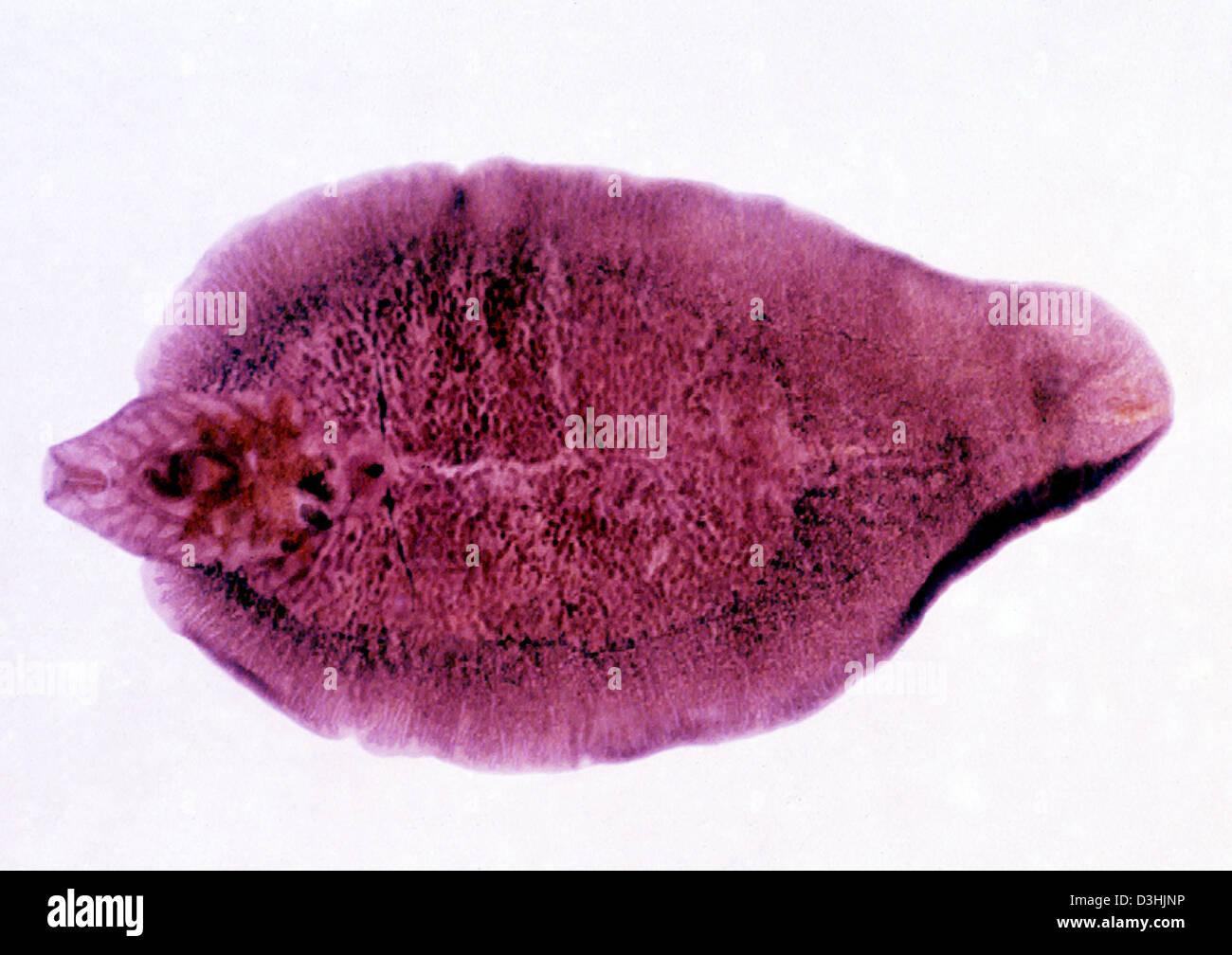 Schistosom parasit Fotos und Bildmaterial in hoher Auflösung Alamy