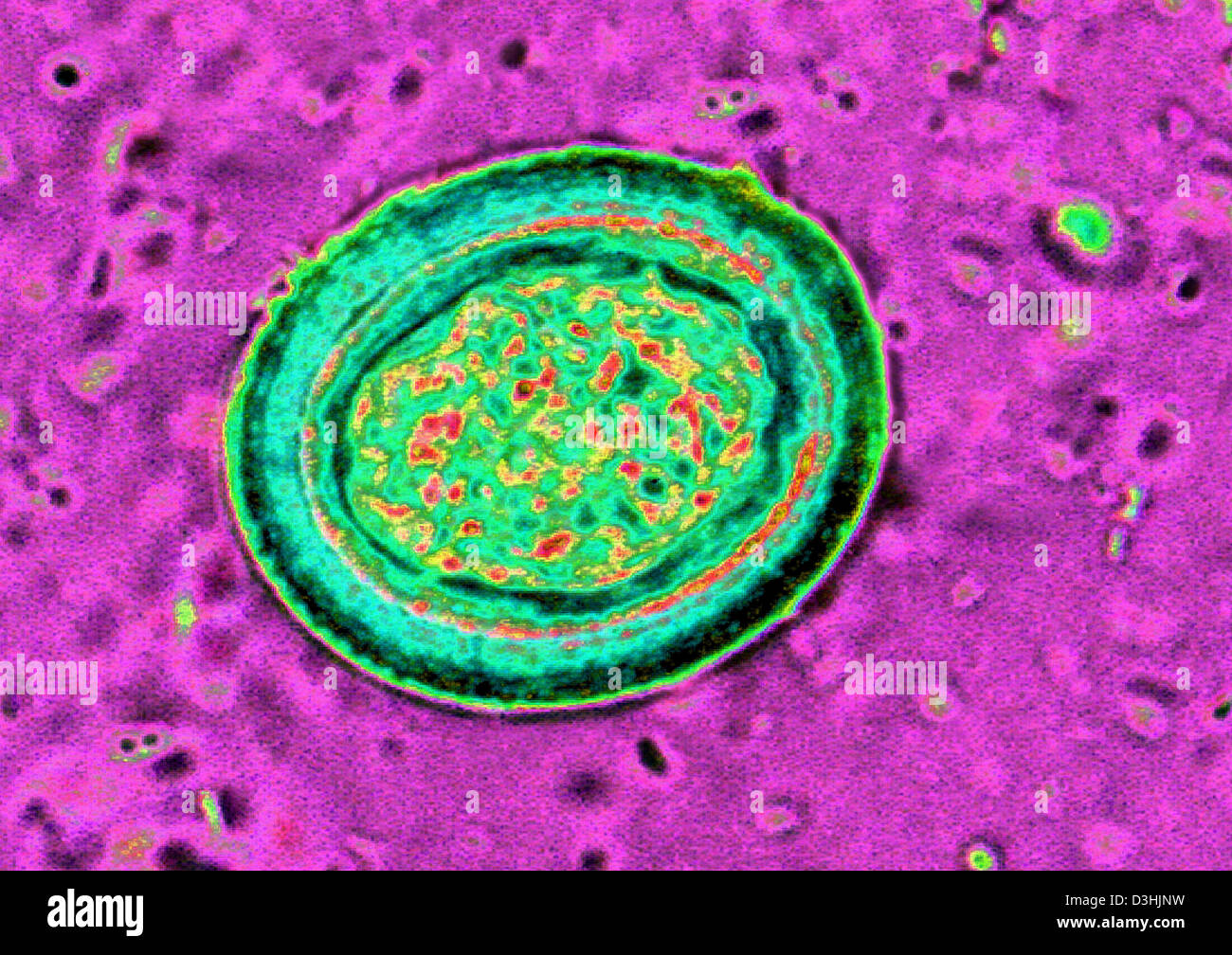 Taenias Fotos und Bildmaterial in hoher Auflösung Alamy