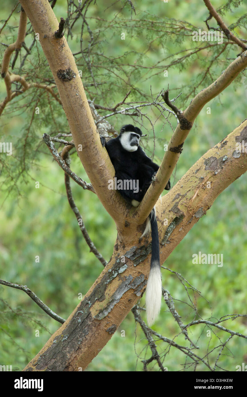 Schwarz / weiß-Stummelaffen (Colobus Guereza), Lake-Nakuru-Nationalpark, Kenia Stockfoto