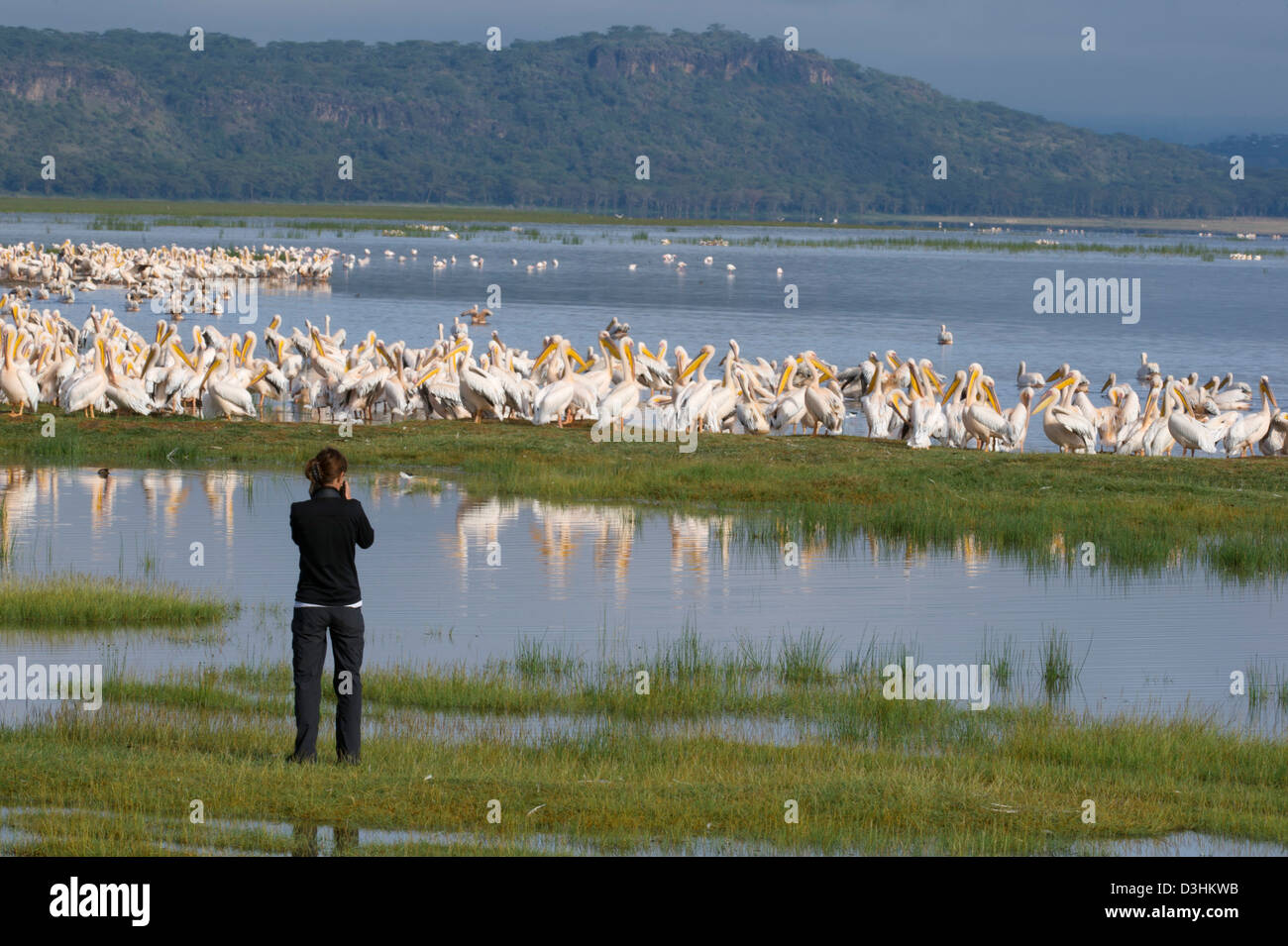 Touristen, die gerade große weiße Pelikane Pelecanus Onocrotalus, Lake-Nakuru-Nationalpark, Kenia Stockfoto
