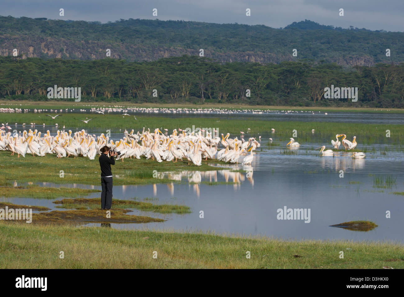 Touristen, die gerade große weiße Pelikane Pelecanus Onocrotalus, Lake-Nakuru-Nationalpark, Kenia Stockfoto