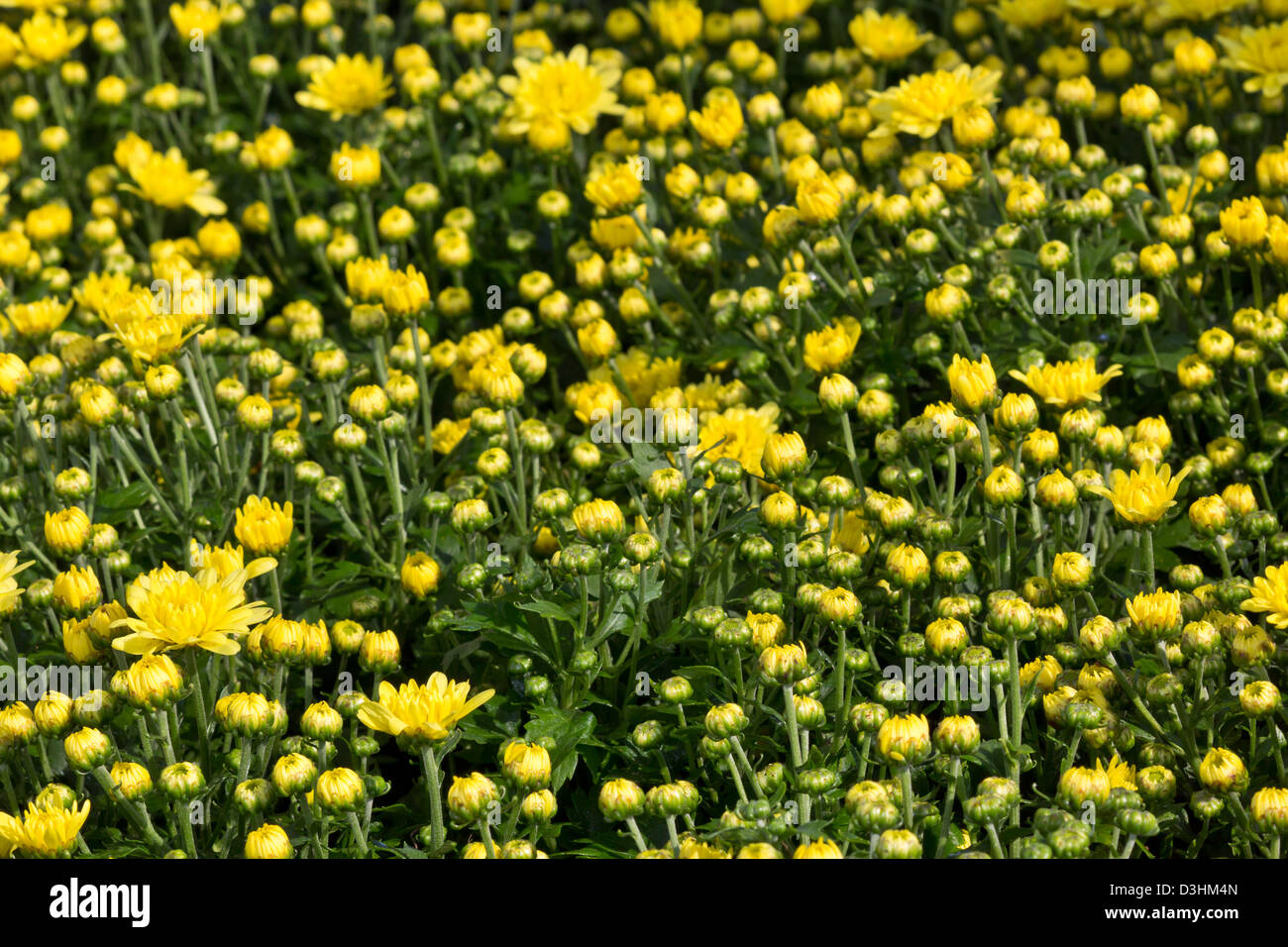 Natürlichen Hintergrund gelbe Chrysantheme-Plantage. Stockfoto