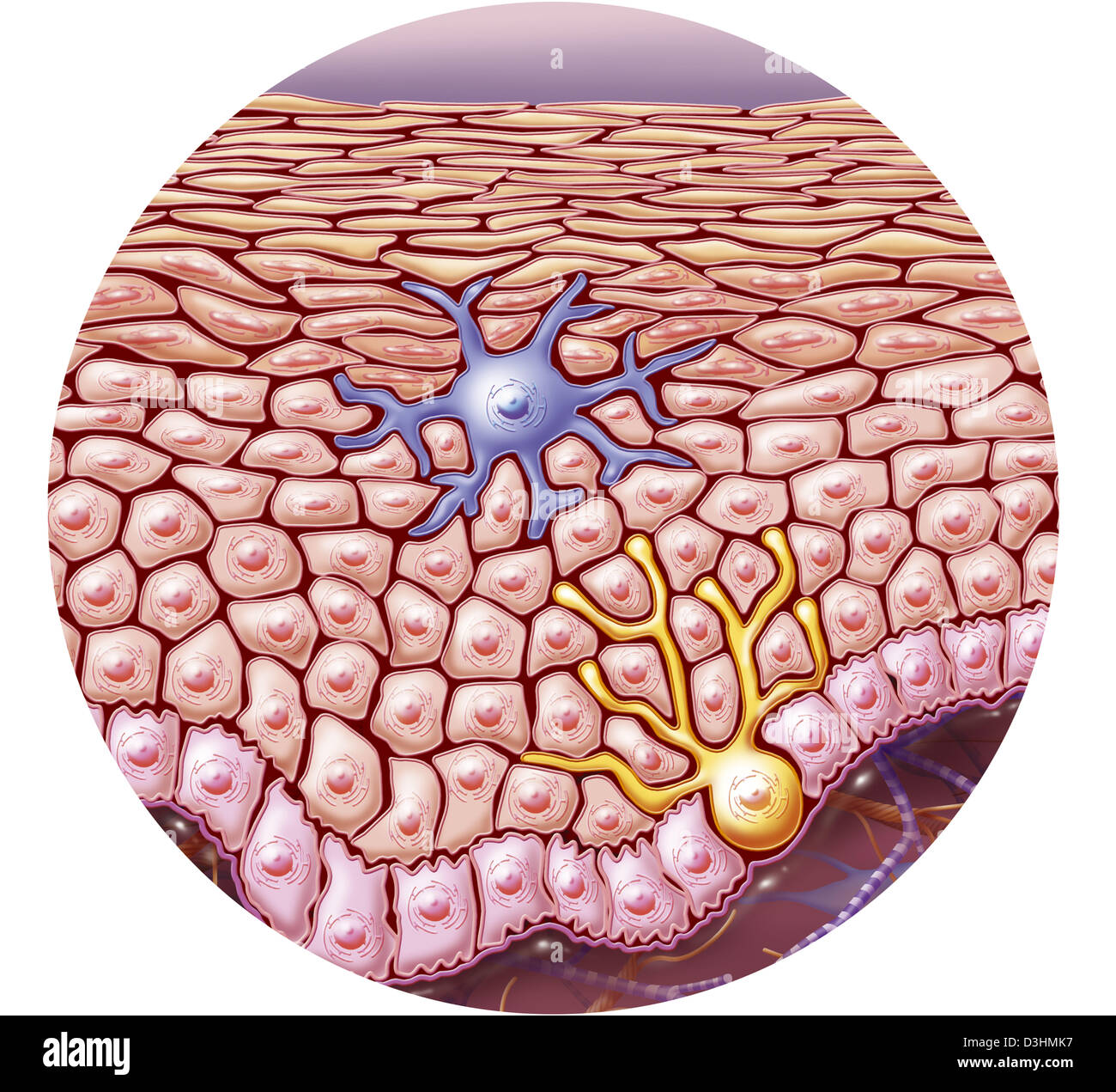 HAUT, ILLUSTRATION Stockfoto