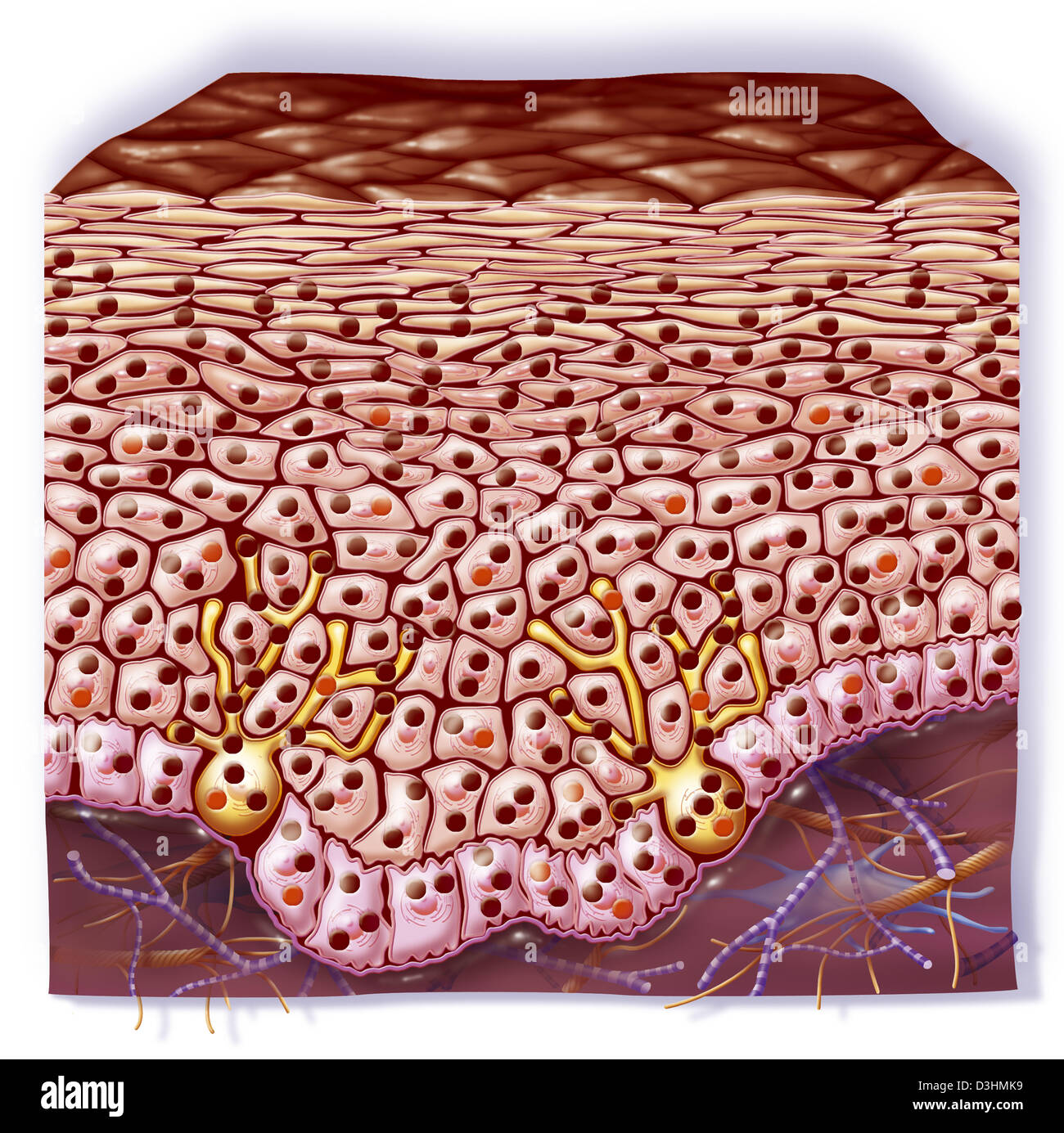 HAUT, ILLUSTRATION Stockfoto